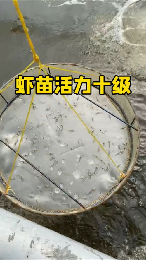 南美白对虾虾苗的活性如何,行家请来指教 工厂化养虾 水产养殖技术